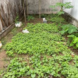Bán đất mặt phố thanh lân 80M lô góc hoàng mai