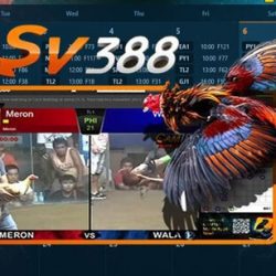 Giới thiệu về đá gà trực tiếp SV388
