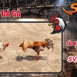 3+ BÍ BÍP CHỌN KÈO ĐÁ GÀ CỰA SẮT THẮNG CƯỢC 99%