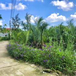 Cần bán lô đất cực đẹp gần 800m trục Huỳnh Thị Lựu giá chỉ 7ty5 - Hội An.