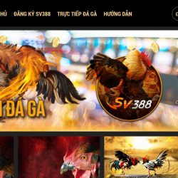 SV388: Trang cá cược đá gà trực tuyến hàng đầu Việt Nam