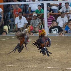 Cách chơi đá gà cựa dao Philippines luôn thắng