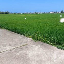 Bán nhanh lô đất view lúa 200mv trung tâm An Mỹ, ngang 10m,vuông vức