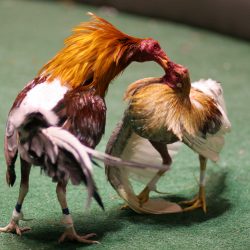 ĐÁ GÀ CỰA SẮT LÀ GÌ?