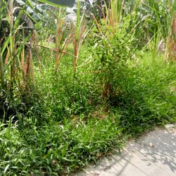 Cần bán gấp 2.123m2 ( thổ cư 163.3m2) châu thành , kiên giang