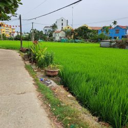 Lô 1030mv 3 mặt view lúa Lê Thánh Tông còn sót lại duy nhất -bao trọn cánh đồng