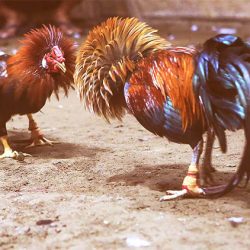 TÌM HIỂU LUẬT CHƠI ĐÁ GÀ CỰA SẮT MỚI