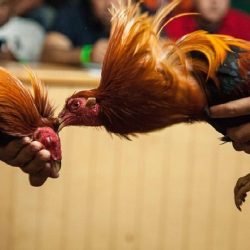 KÈO ĐÁ GÀ CỰA SẮT THOMO TRỰC TUYẾN TRÊN SV388 HÔM NAY
