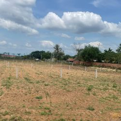 Đất ngộp - giá rẻ - ngay quốc lộ 19c- nhiều tiện ít phù hợp để đầu tư
