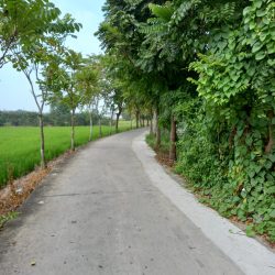 bán đầt trồng cây lâu năm