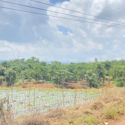 Bán lô đất víp 8 sào mặt tiền nhựa 8m, hiệp hòa ninh gia đức trọng