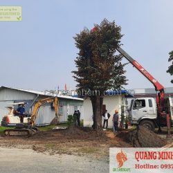 Dịch vụ di dời bứng cây - Công ty cây xanh ở Đồng Nai, TPHCM
