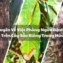 Phòng ngừa và điều trị bệnh nguy hiểm trên cây sầu riêng