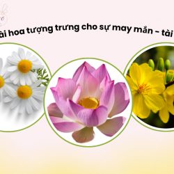 Những loài hoa mang lại sự may mắn, tài lộc bạn nên biết
