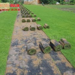 Cung cấp c.ỏ nhung, c.ỏ lá gừng giá rẻ ở Đồng Nai, HCM