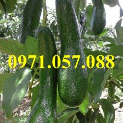 Cây giống bơ 034