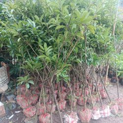 CÂY HỒNG XIÊM XOÀI TO NHIỀU CỠ