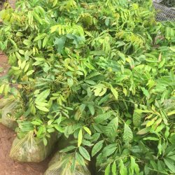NƠI CUNG CẤP GIỐNG CÂY NHÃN SỚM