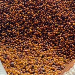 Delving into the Art of Co-Fermenting Coffee