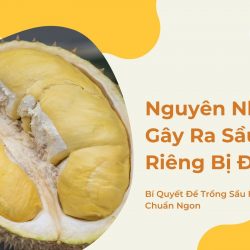 Xử lý vấn đề do rối loạn chất dinh dưỡng