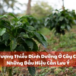 Cách đối phó và ngăn ngừa hiện tượng thiếu dinh dưỡng ở cây cà phê