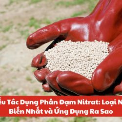 Tác dụng phân đạm Nitrat