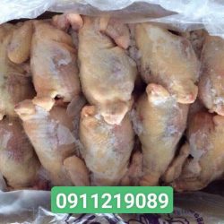 Cung cấp gà nguyên con đông lạnh số lượng lớn – Giao toàn quốc