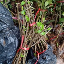 Van góc kèm giảm áp- Thương hiệu ZURN-Mỹ