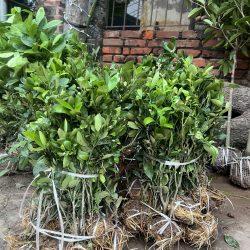 NƠI CUNG CẤP GIỐNG CÂY QUẤT CHUA
