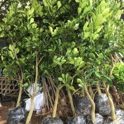 CÂY BƯỞI DIỄN CHOAI