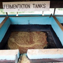 Infused Vs. Co-Fermented Coffee: Is There A Difference?