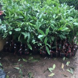 NƠI CUNG CẤP GIỐNG CÂY NHÃN IDO