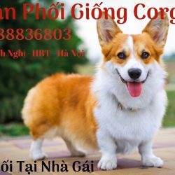Phối giống Corgi Hà Nội . 0988836803