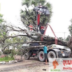 Dịch vụ di dời bứng cây - Công ty cây xanh ở Đồng Nai, TP.HCM