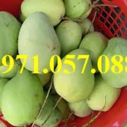 Cây giống xoài tứ quý