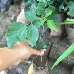 NƠI CUNG CẤP GIỐNG CÂY QUẤT HỒNG BÌ
