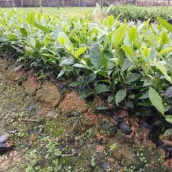 CÂY GIỐNG TRÀ XANH