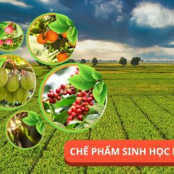 Vai trò và tầm quan trọng trong nông nghiệp hiện đại