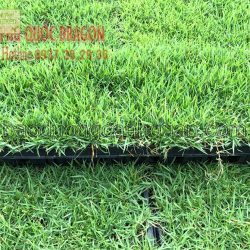 Cung cấp c.ỏ nhung, c.ỏ lá gừng giá rẻ ở Đồng Nai, HCM