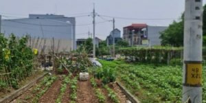 LÔ ĐẤT HIẾM LẠI YÊN, HOÀI ĐỨC – GẦN HỒ, ĐƯỜNG Ô TÔ, PHÙ HỢP Ở VÀ ĐẦU TƯ