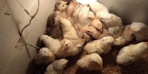 bán gà tre tân châu con mới nở 2-3 ngày tuổi