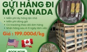 Em nhận gửi hàng door to door từ Việt sang Mỹ , Canada