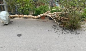 Em cần tìm xe gửi 1 cây về: Cây xăng