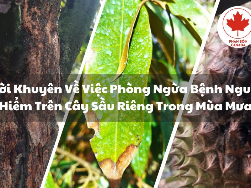 phong-ngua-va-dieu-tri-benh-nguy-hiem-tren-cay-sau-rieng
