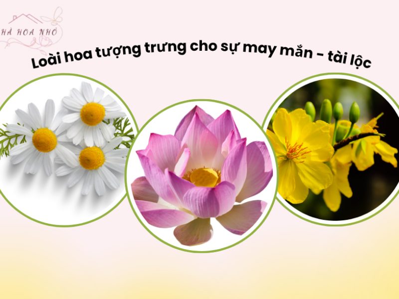 nhung-loai-hoa-mang-lai-su-may-man-tai-loc-ban-nen-biet