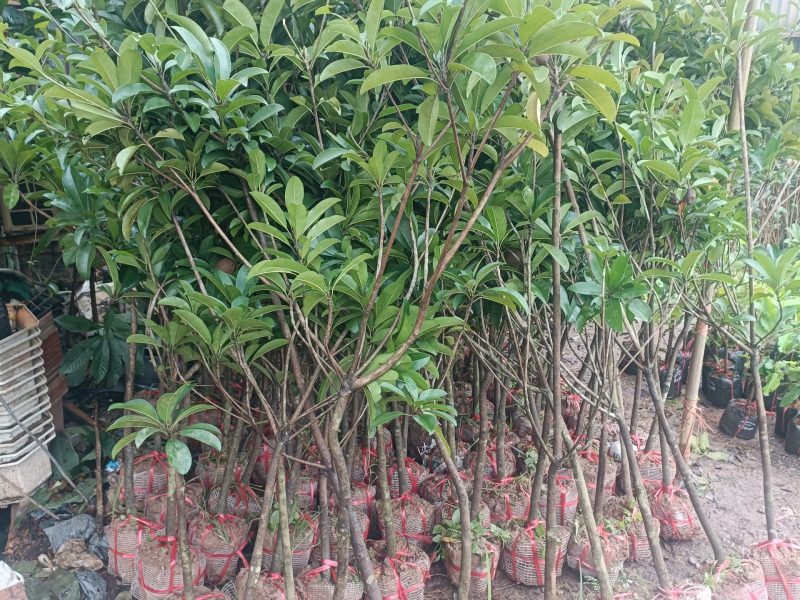cay-hong-xiem-xoai-to-nhieu-co