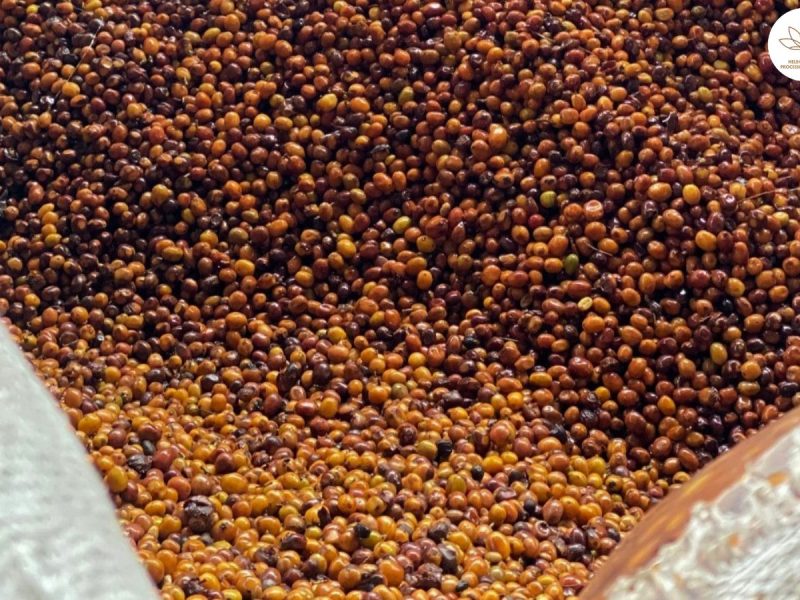 delving-into-the-art-of-co-fermenting-coffee