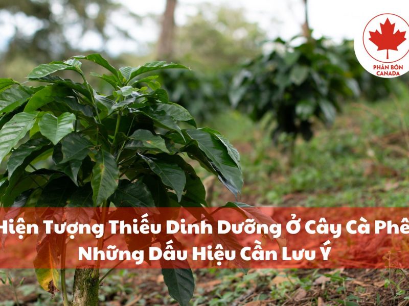 cach-doi-pho-va-ngan-ngua-hien-tuong-thieu-dinh-duong-o-cay-ca-phe