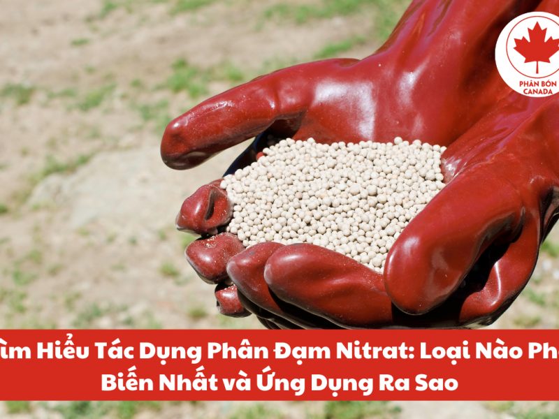 tac-dung-phan-dam-nitrat