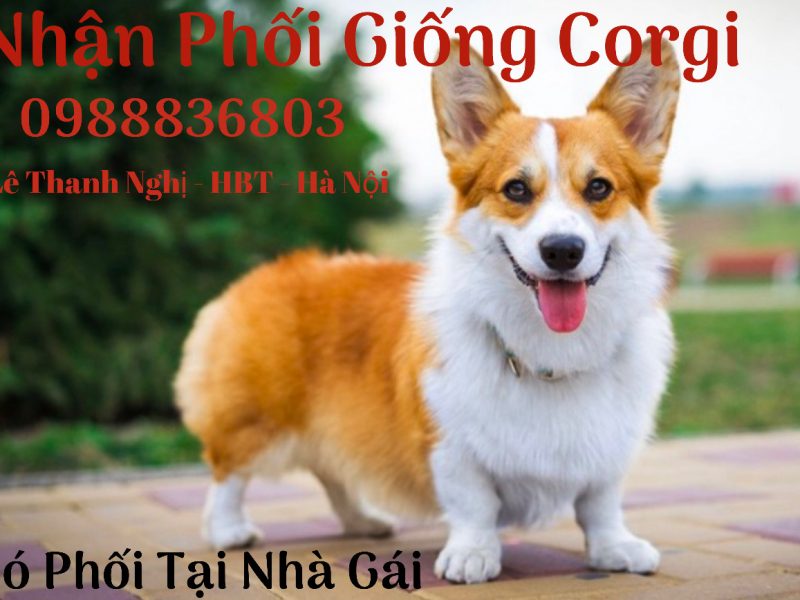 nhan-phoi-giong-corgi-ha-noi-0988836803